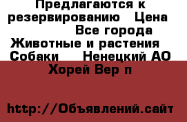 Предлагаются к резервированию › Цена ­ 16 000 - Все города Животные и растения » Собаки   . Ненецкий АО,Хорей-Вер п.